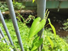 ヤマノイモ